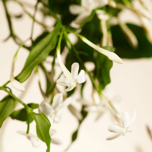 Sweet Jasmine Scented Candle