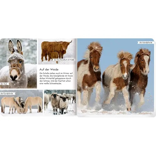 Meine liebsten Tiere im Winter