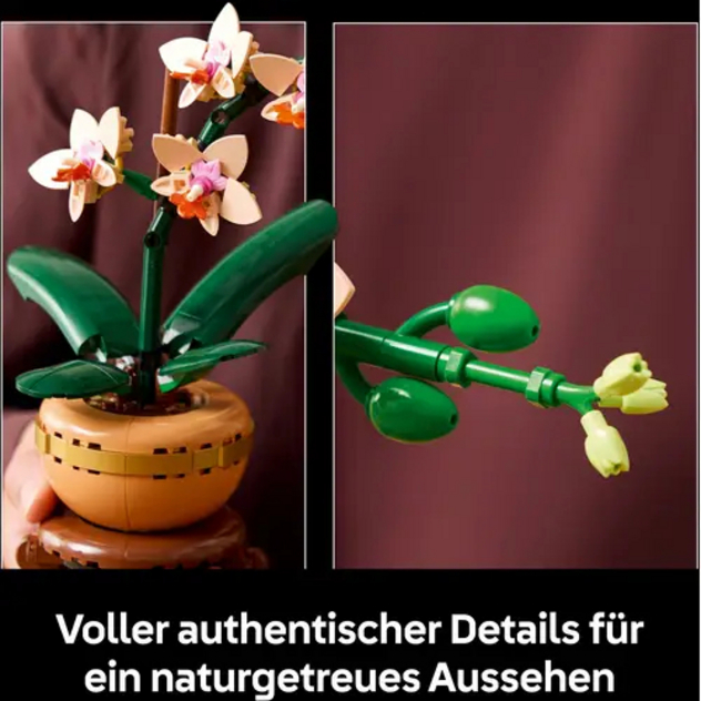 Botanical Collection "Mini-Orchidee", 10343