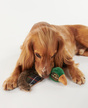 Golden Retriever liegt mit einem Enten-Plüschtier auf weißem Hintergrund.