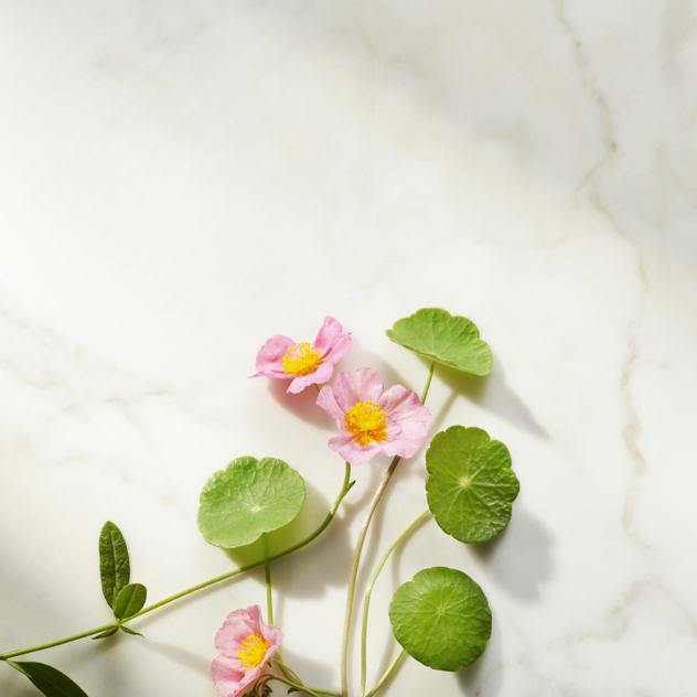 The Ritual of Namaste Ageless Firming Night Cream